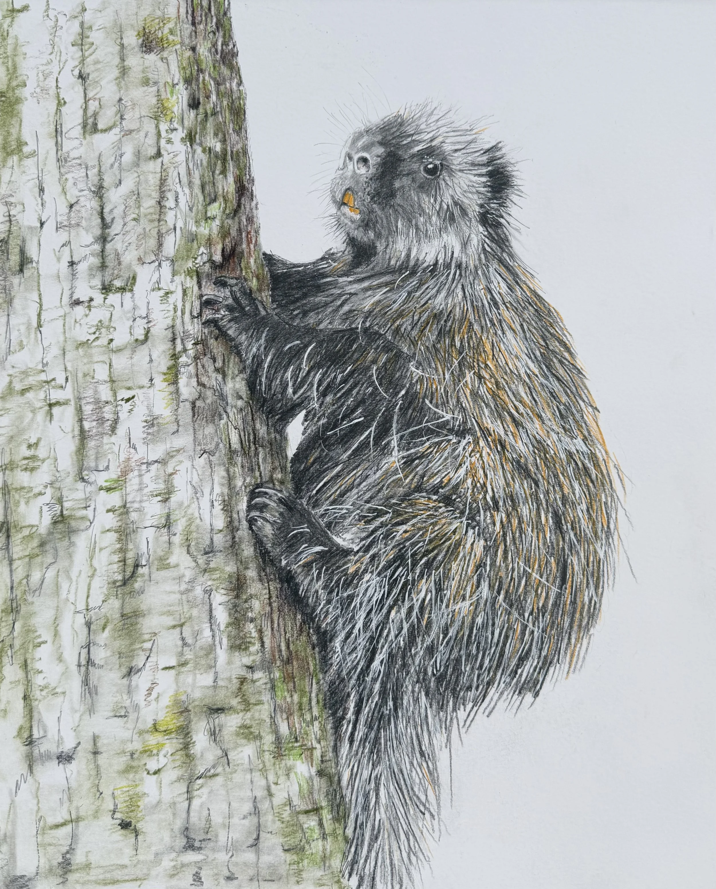 Porcupine; graphite, colored pencil and ink; 2026, from a reference photo by Cheryl Patterson