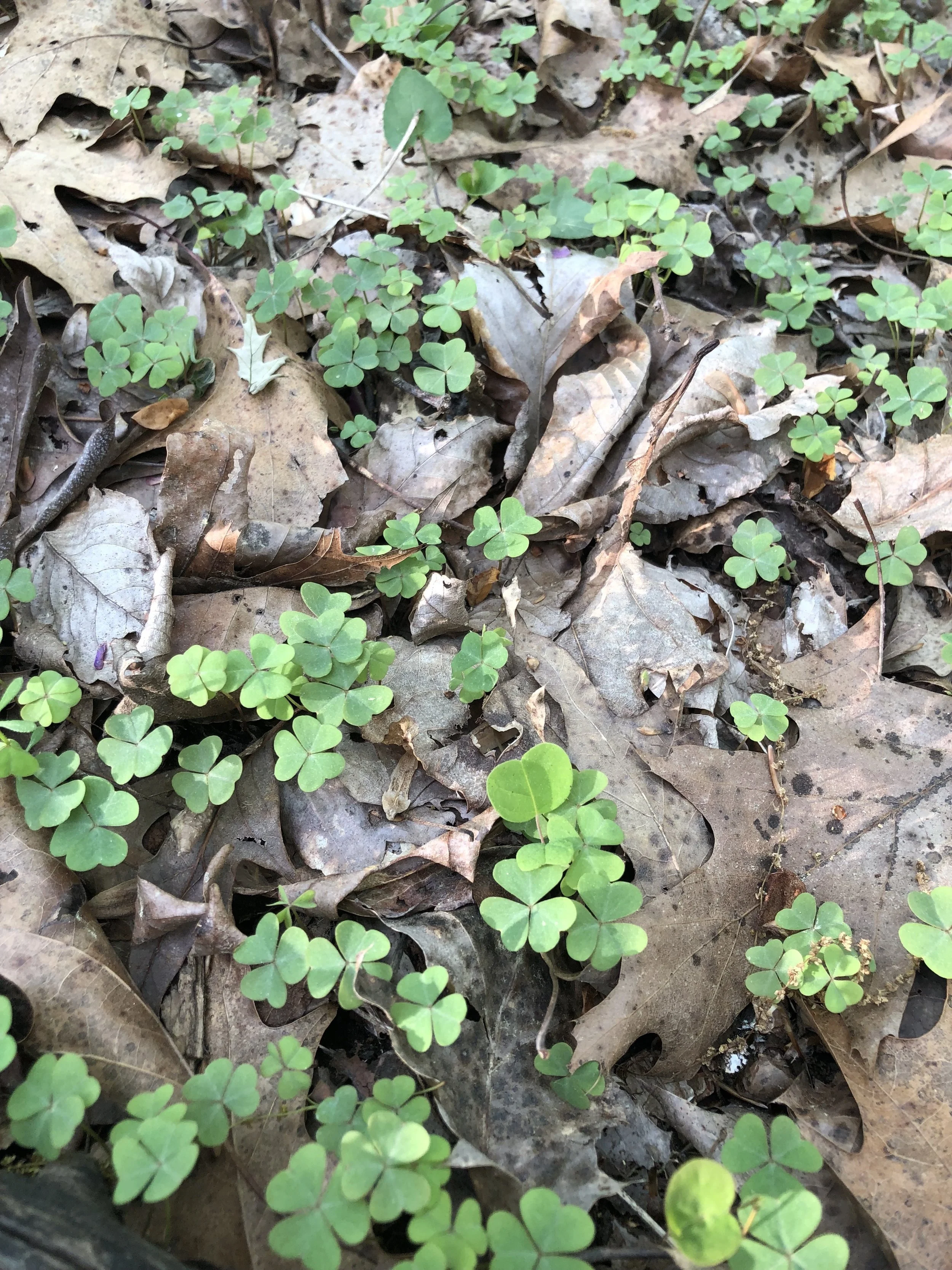 Spring Foraging in Virginia