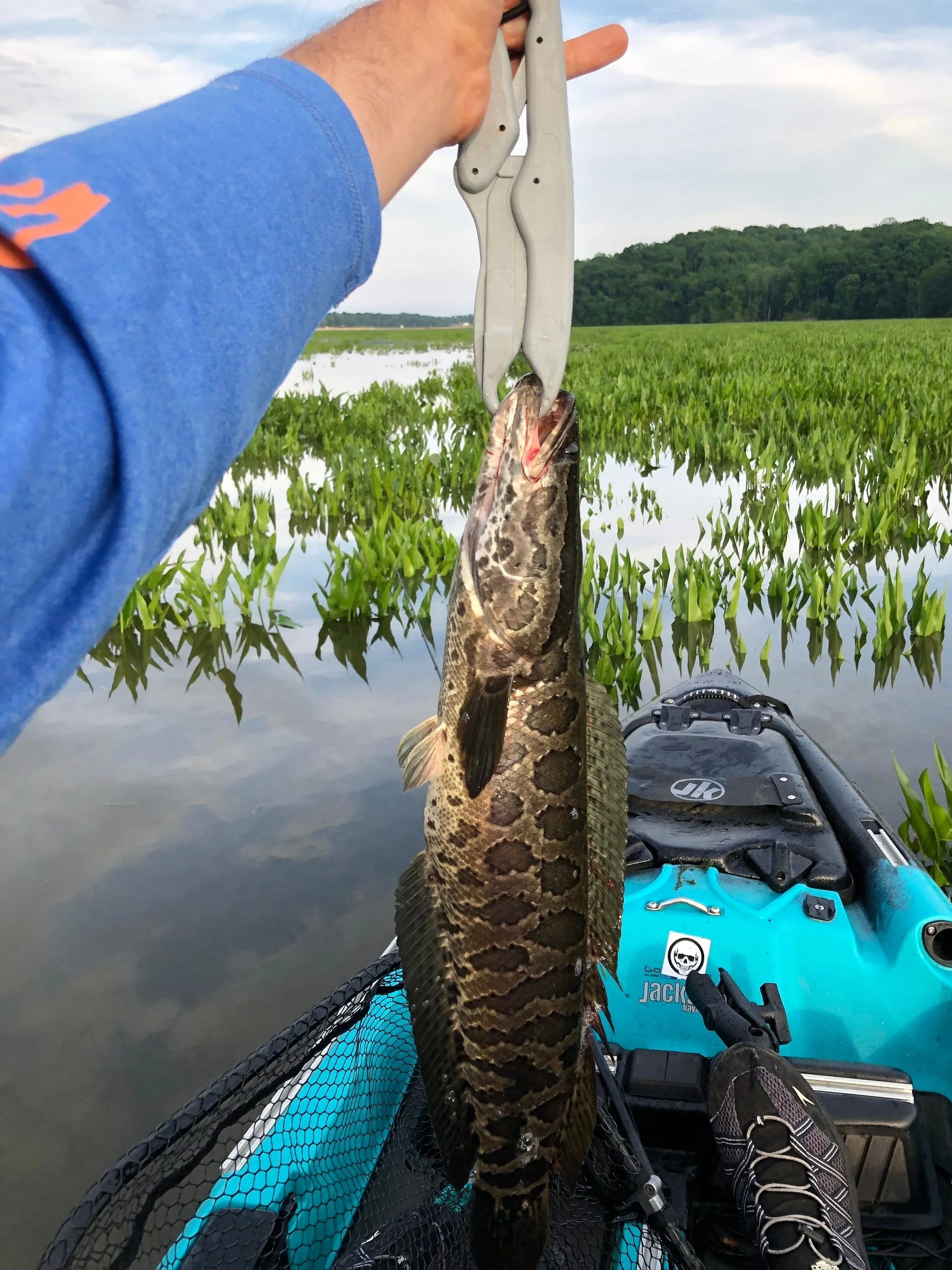 Getting to Know the Local Invasives