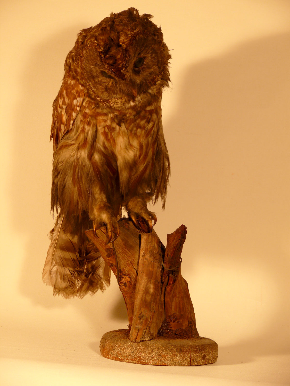 Stuffed owl peering downward / 18" height x 6.5" diameter / old beauty
