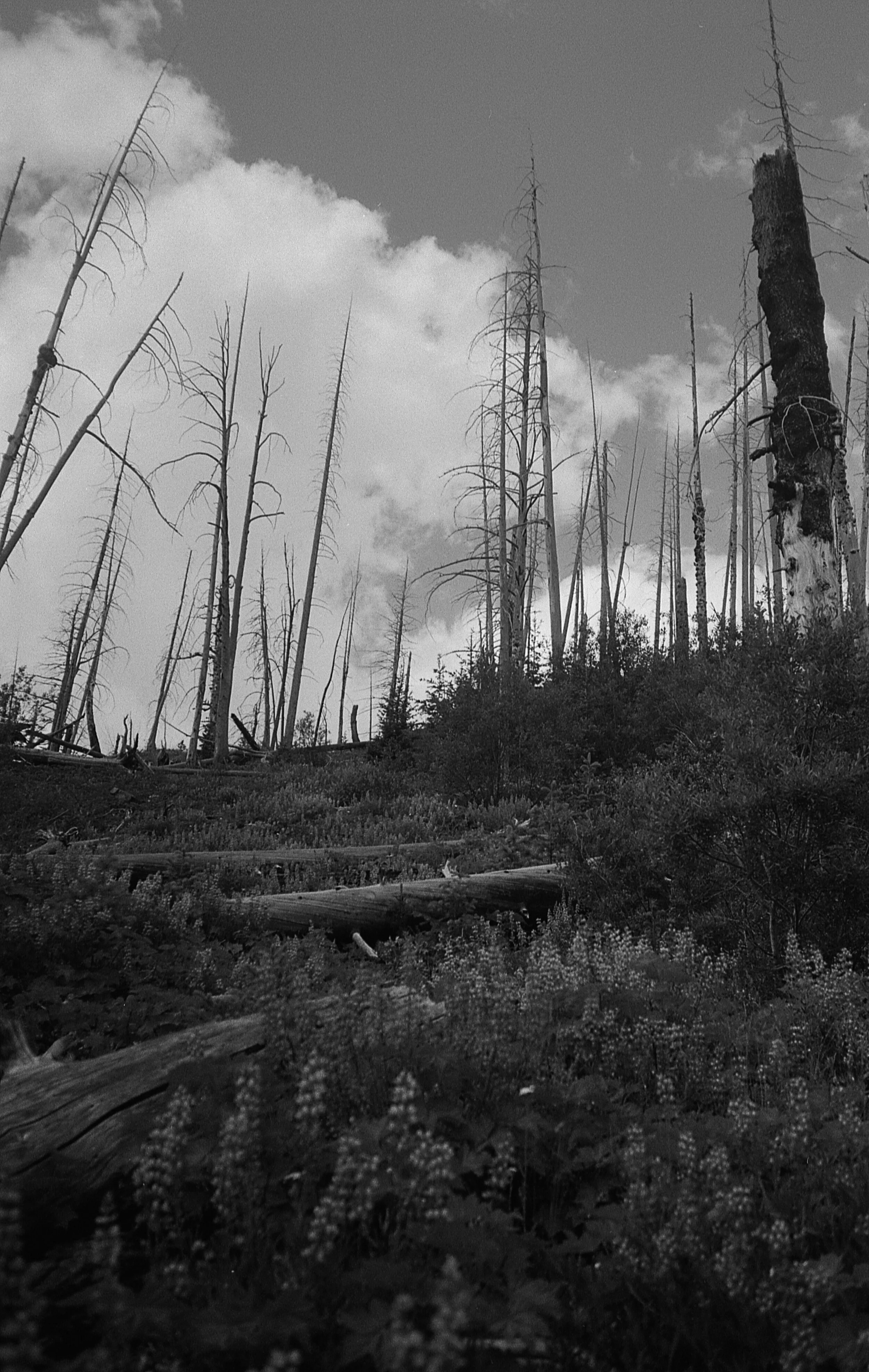 black&white_29.jpg