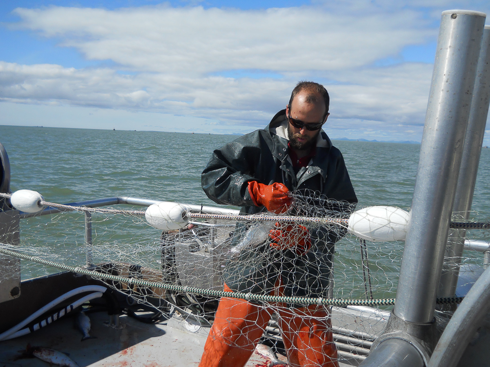 Captain Josh Pierson picking freshly caught sockeye