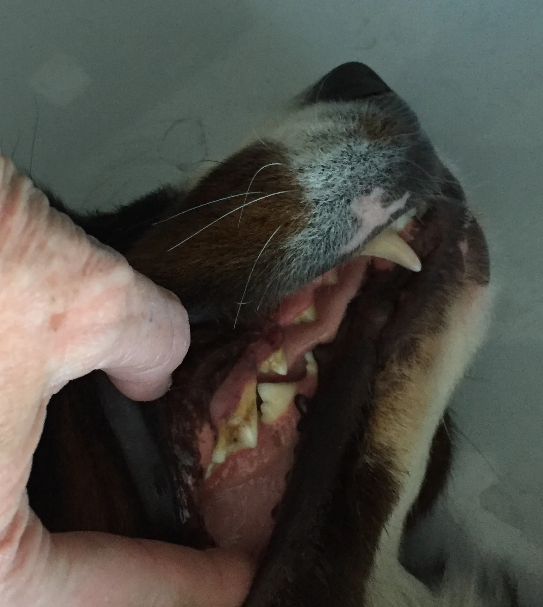 The doctors at All-Pets Hospital do a dental exam as part of every comprehensive physical exam.