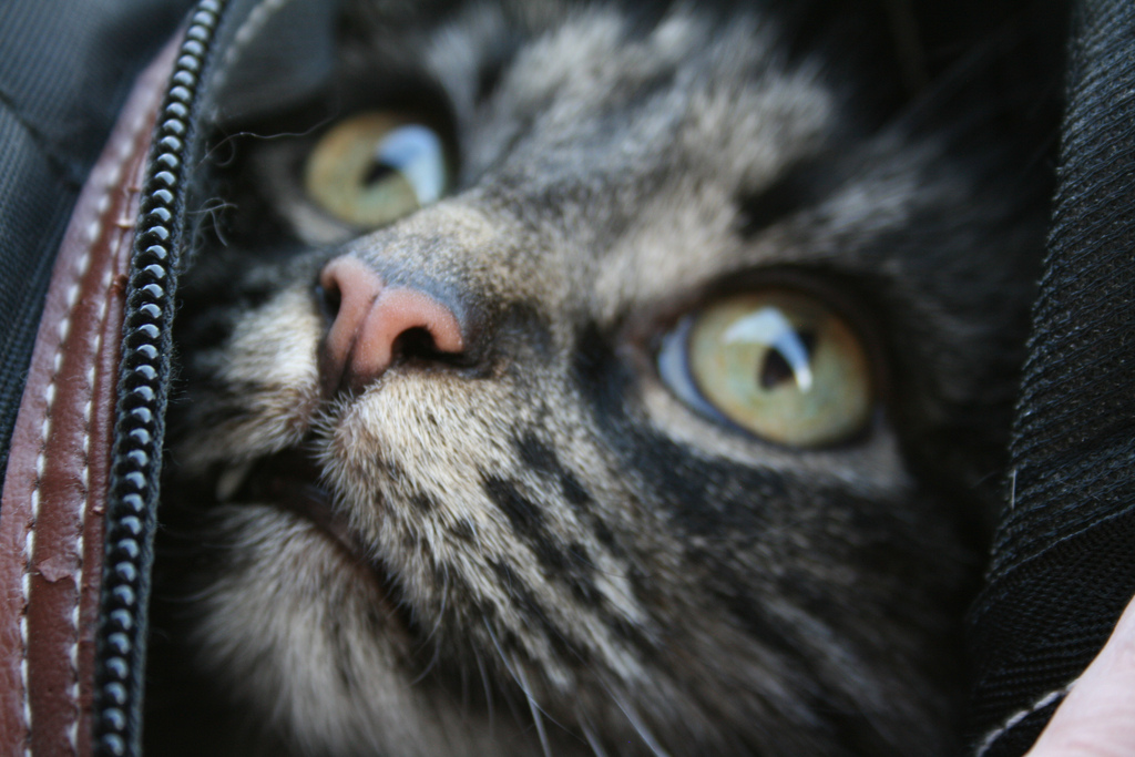 header1.jpg