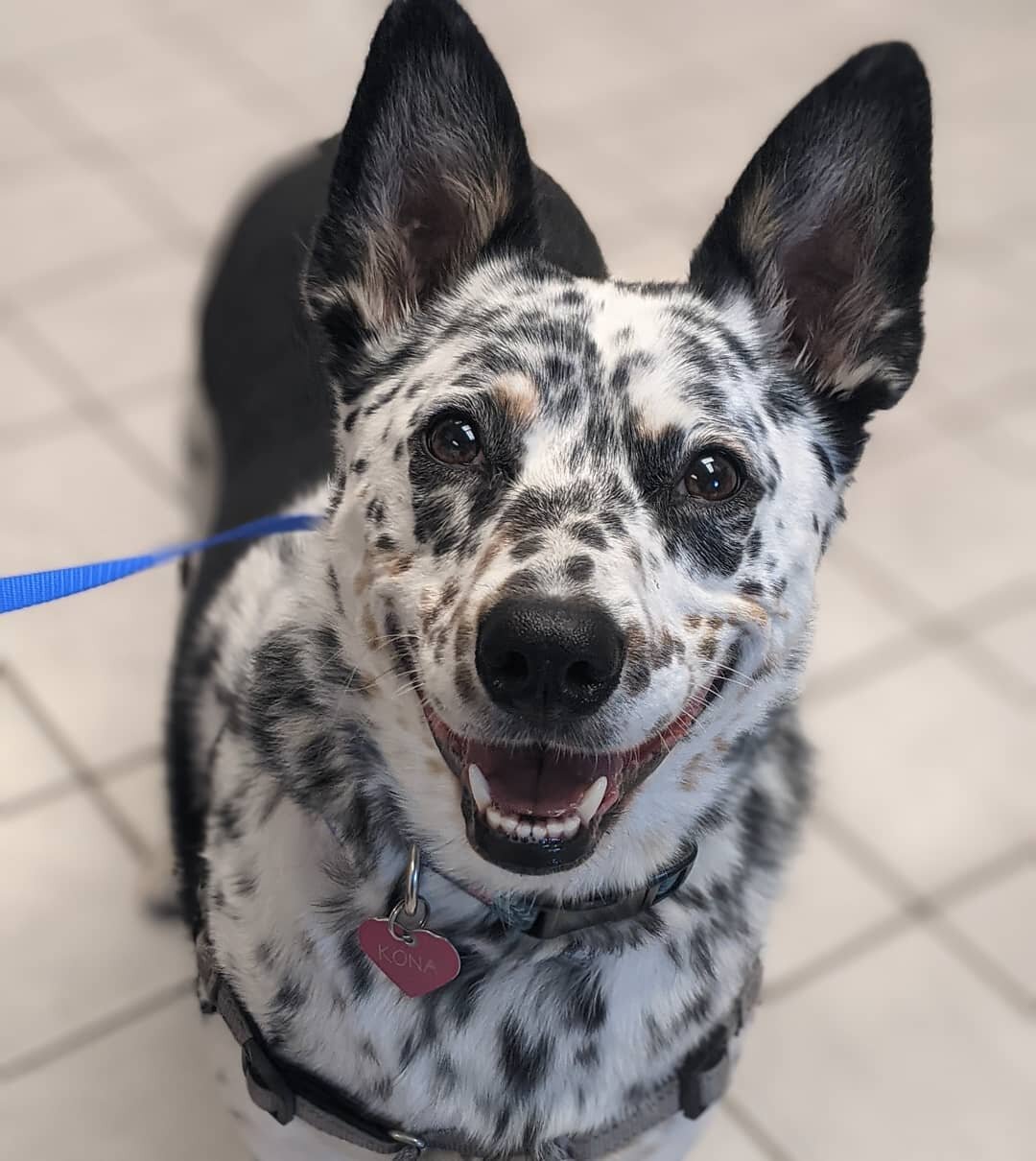 Kona was all smiles at her visit!