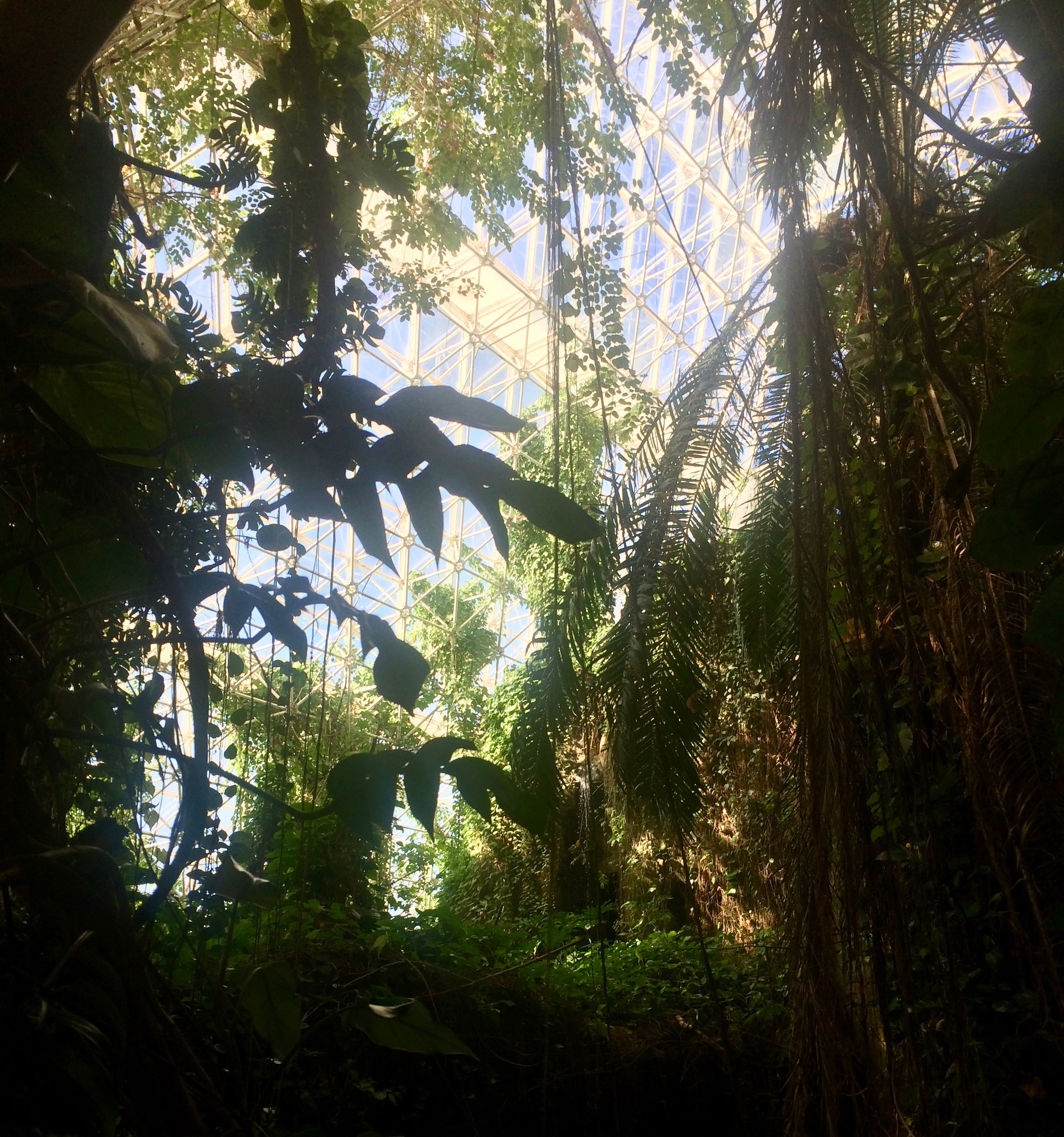  The interior of the rainforest 