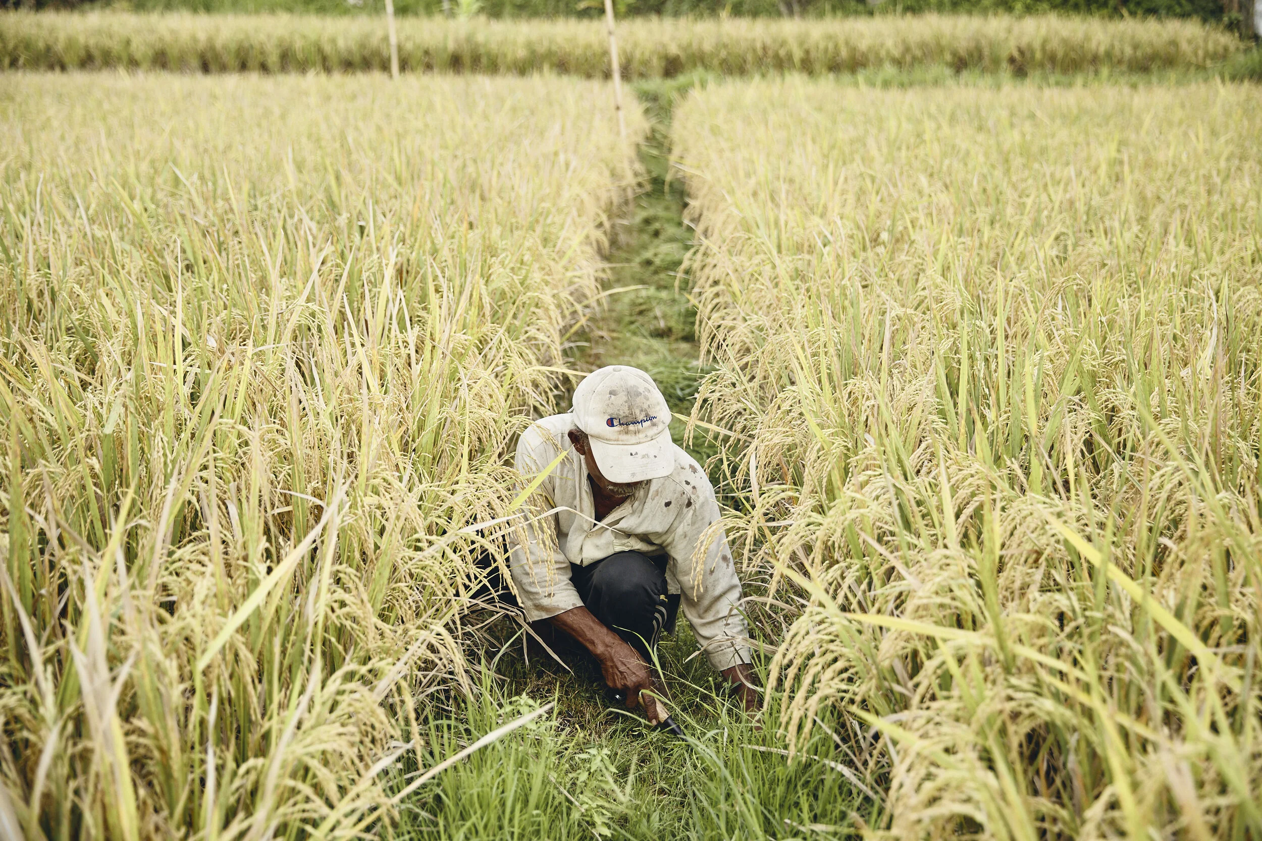 Bali_Rice_patty_1_003.jpg