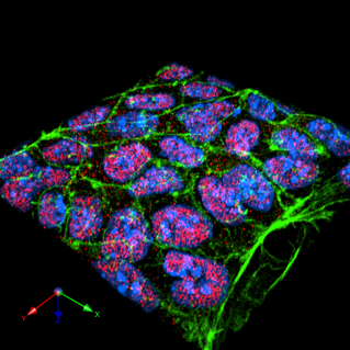 A 3D rendered image of trophoblast stem cells stained for YAP (red), phalloidin (green) and DAPI (blue). 