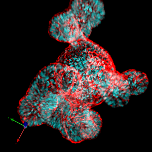 A 3D rendering of an intestinal organoid stained for E-Cadherin (red) and Propidium Iodide (cyan). 