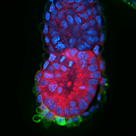 E5.5 mouse Hex-GFP embryo stained for Hex (GFP, green), Phospho-Yap (red) and DAPI (blue).