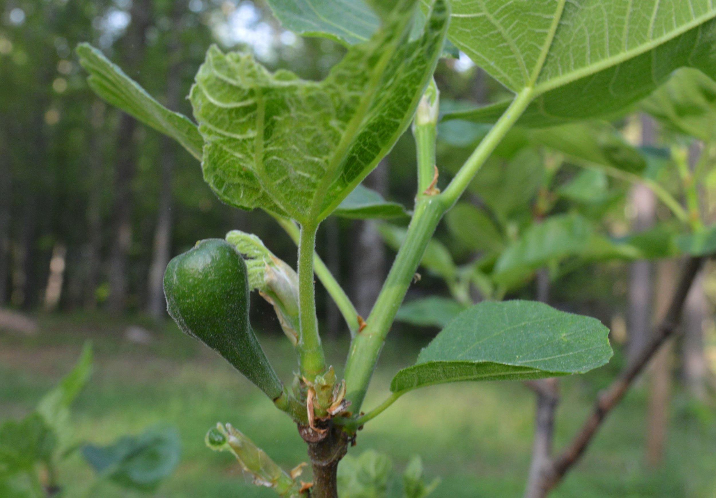 fig tree.JPG