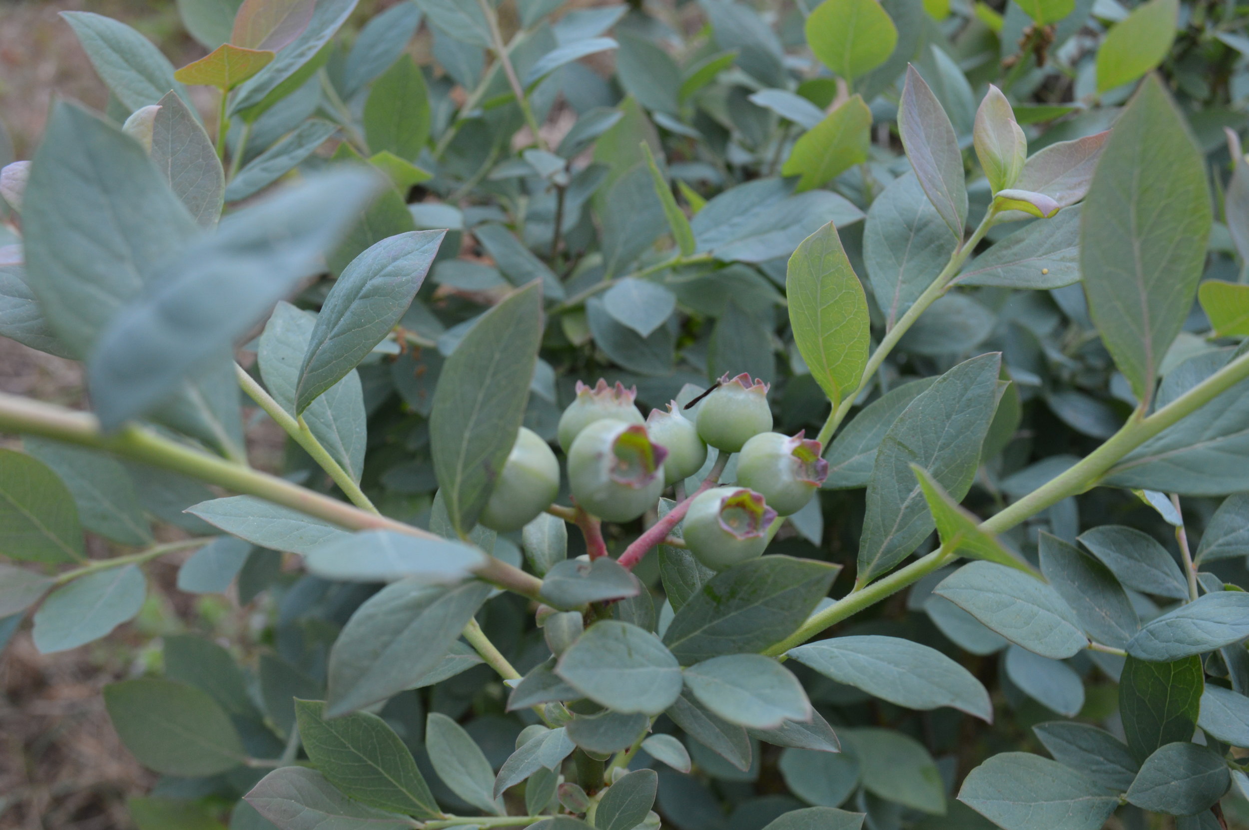 blueberry bush.JPG