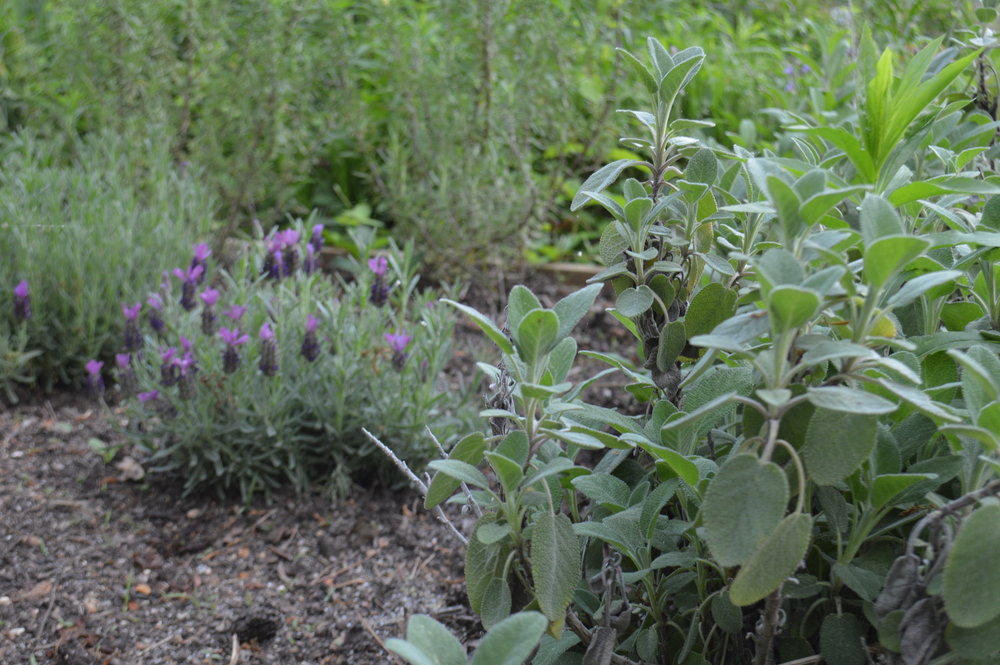 herb garden.JPG