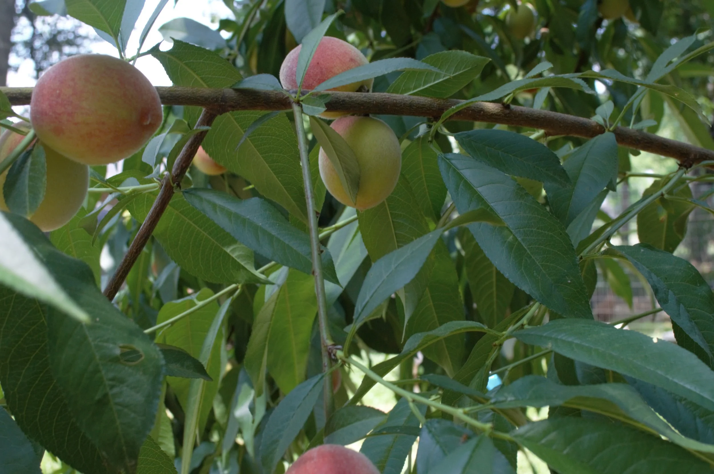 summer peaches