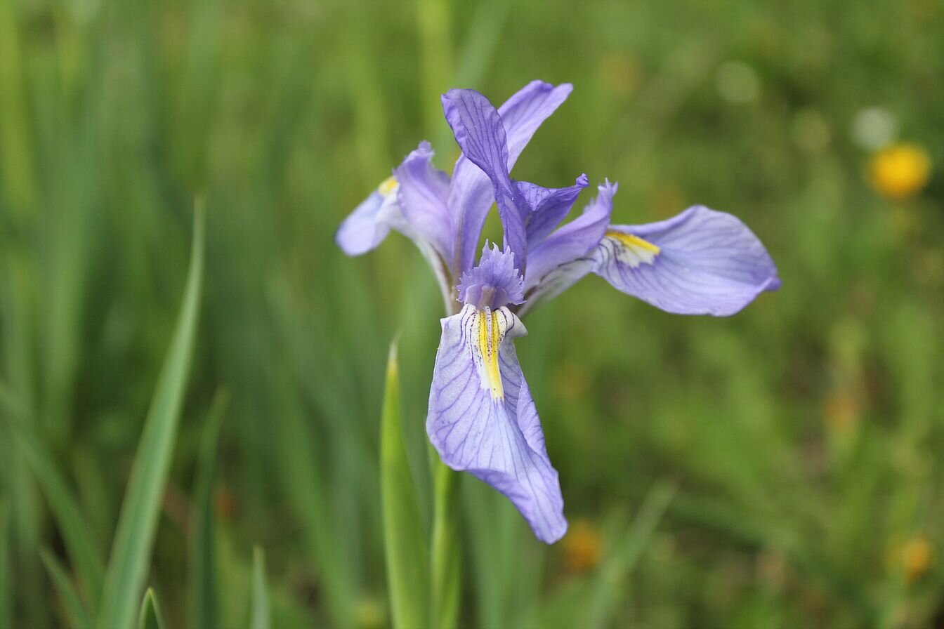 Reukauf flowers 3.jpg