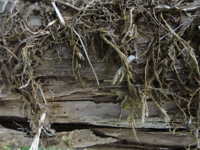 wabi-wabi: a close-up image of decaying wood in West Wales