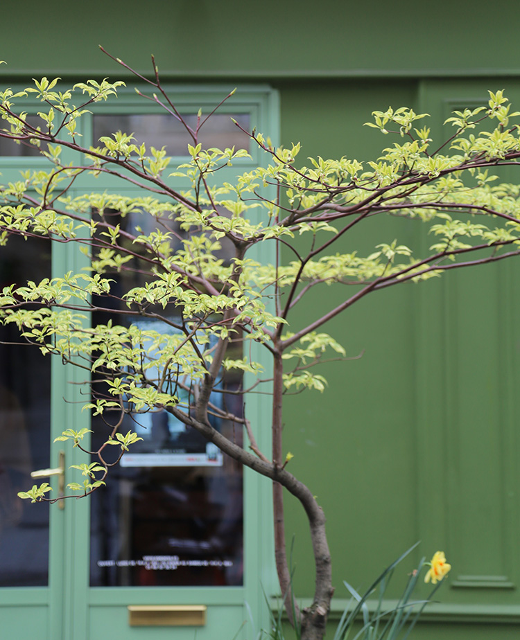 Amymeierdesign_Paris_foliage