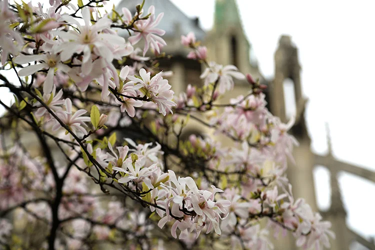 Amymeierdesign_Paris_foliage2