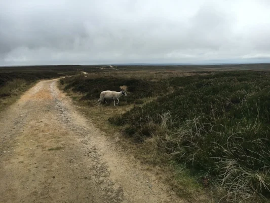 C2C Day 14: Moors? More Like Bores!