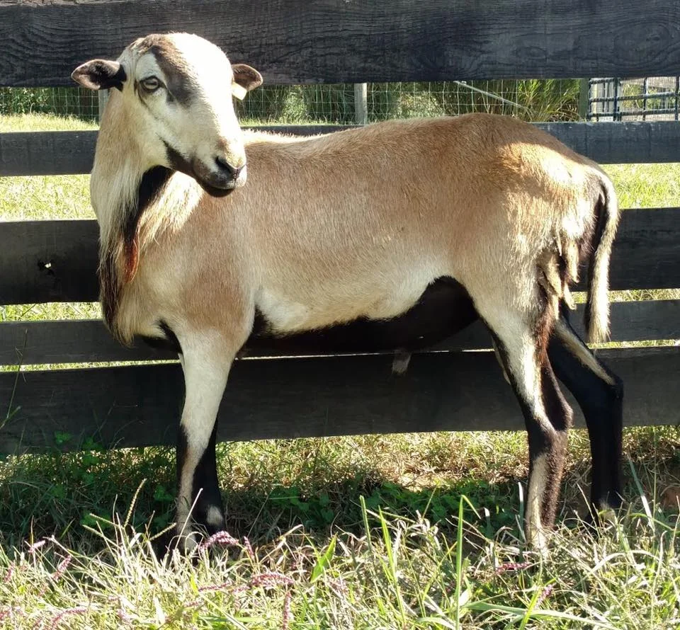 Our RAM - springwood "burl"