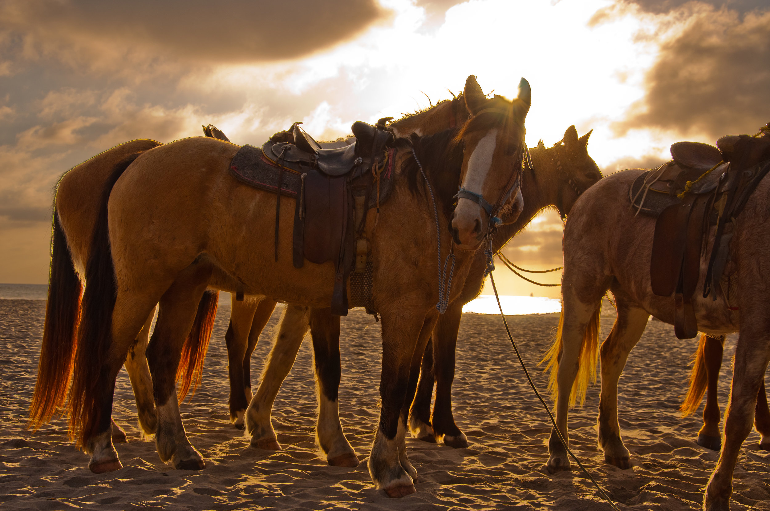 Horsing around. Лошадь на пляже. Horse around. Дубай места лошадь. Картинки для путешествия кони.