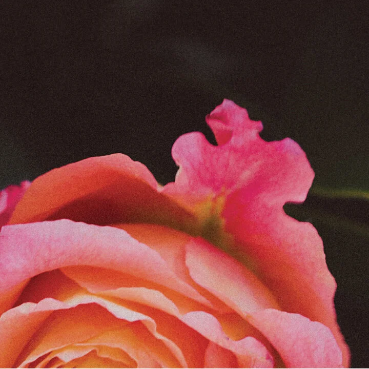 bouquet.jpg