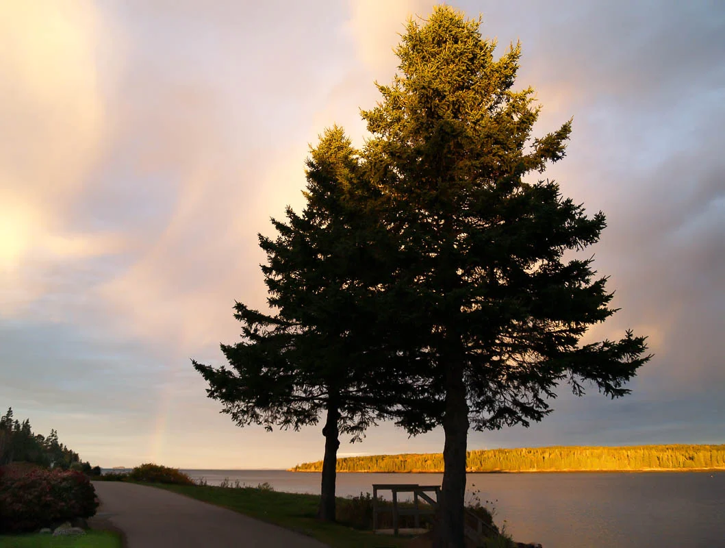 Trees at Sunrise, Owls Head, Maine