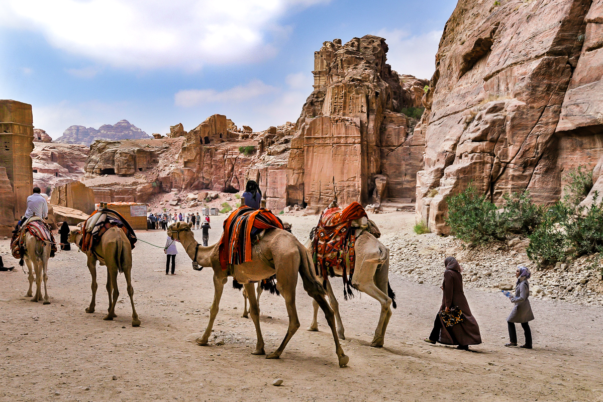 Camels in Petra, Jordan