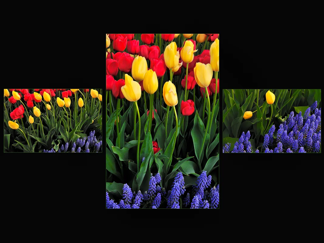 Red and Yellow Tulips and Grape Hyacinth Triptych