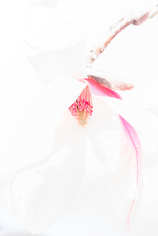 Magnolia