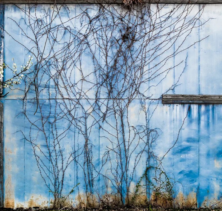 Wall with Crawling Vines