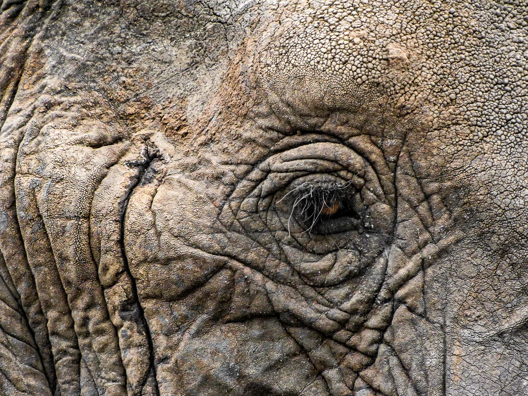 Elephant Eye