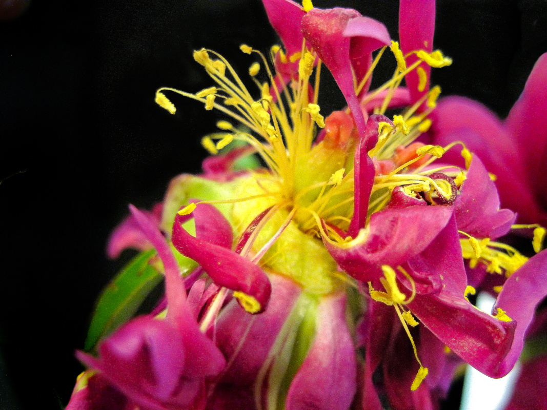 Spent Peony