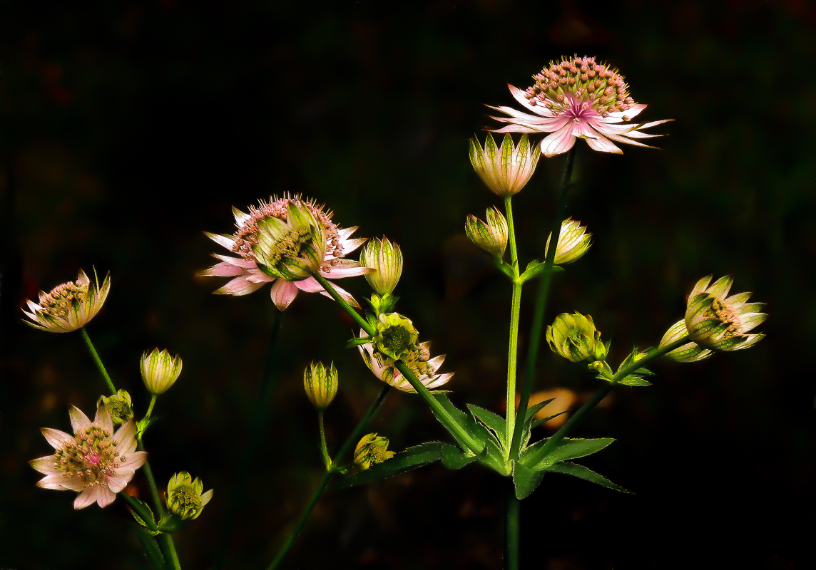 Astrantia