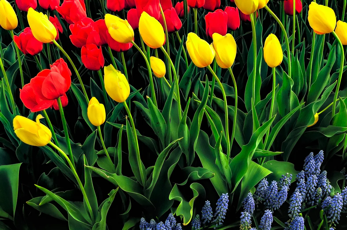 Red and Yellow Tulips among Grape Hyacinth, 2, Albany Tulip Festival