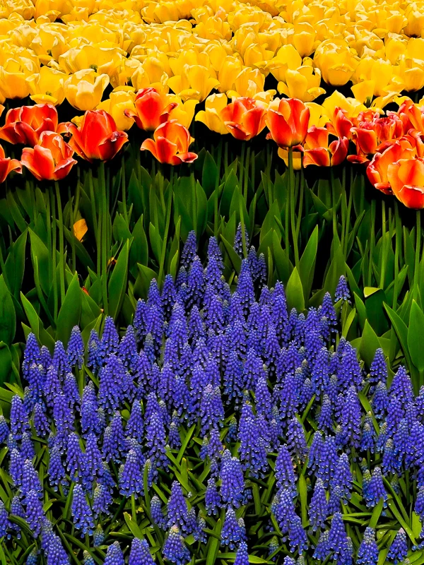 Red and Yellow Tulips and Grape Hyacinth 2