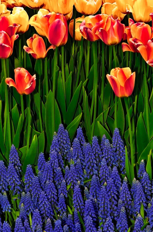 Red and Yellow Tulips and Grape Hyacinth