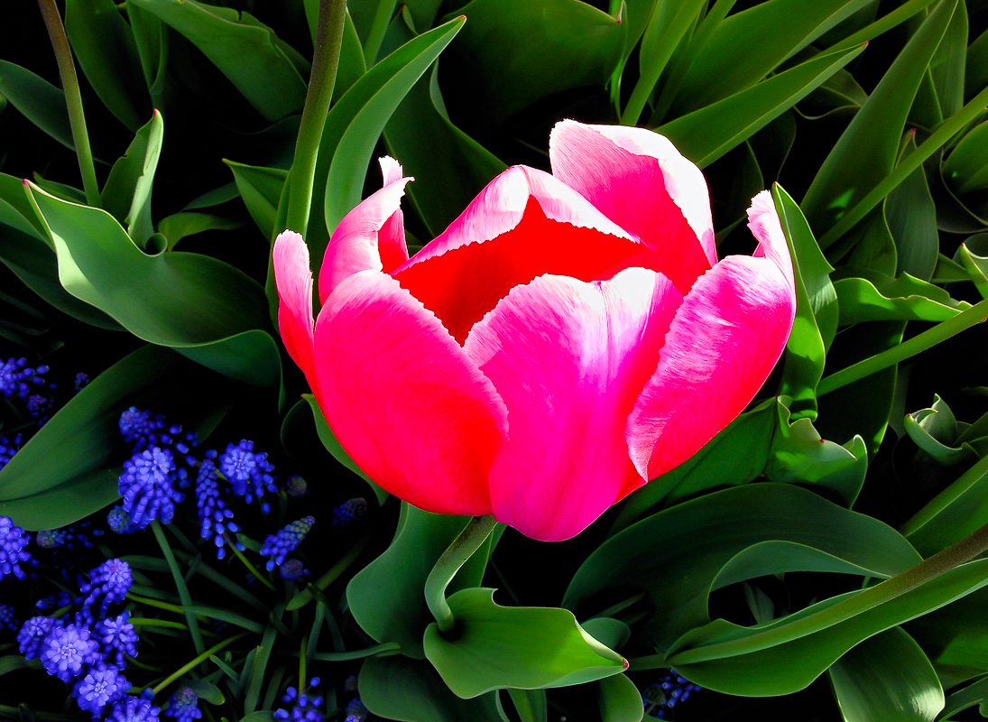 Red Tulip and Grape Hyacinth
