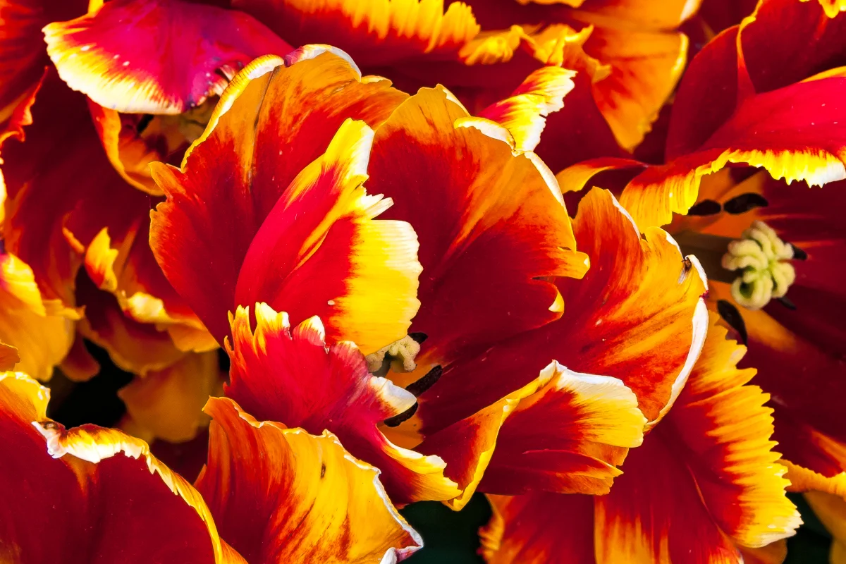 Red Tulips, Yellow Serrated Edges, Albany Tulip Festival