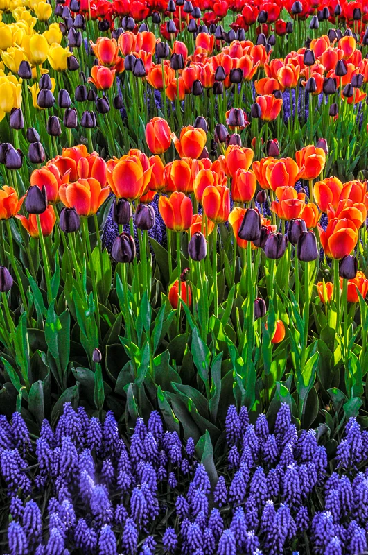 Red, Yellow and Blue-Violet Tulips and Grape Hyacinth 2