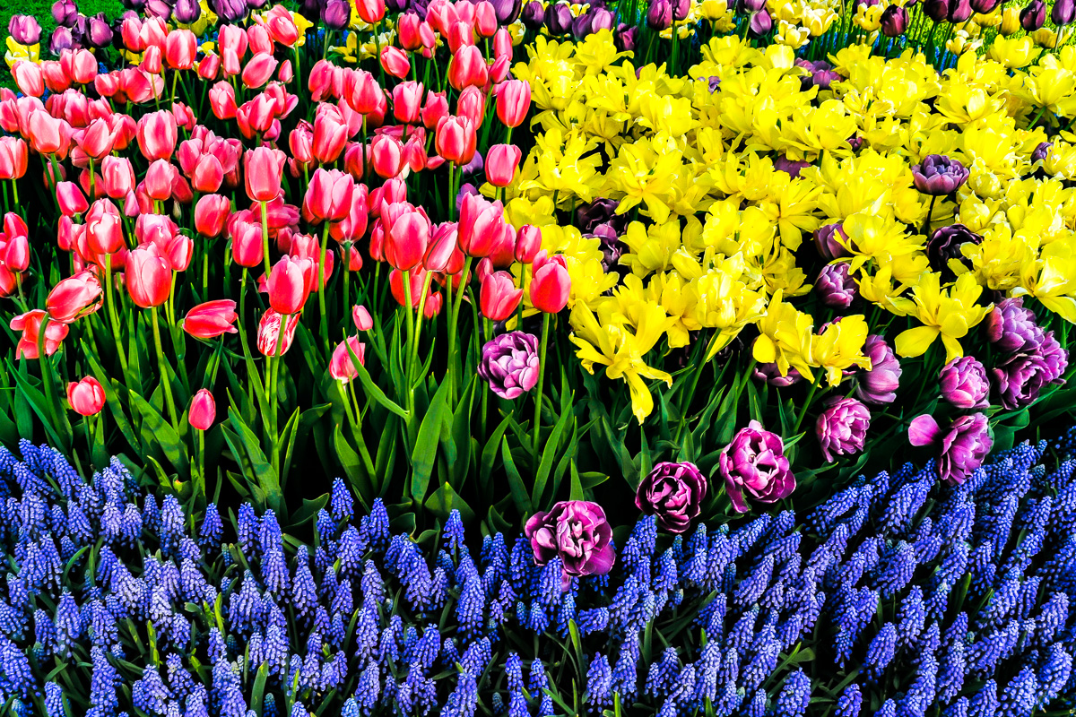 Red, Yellow and Purple Tulips and Grape Hyacinth