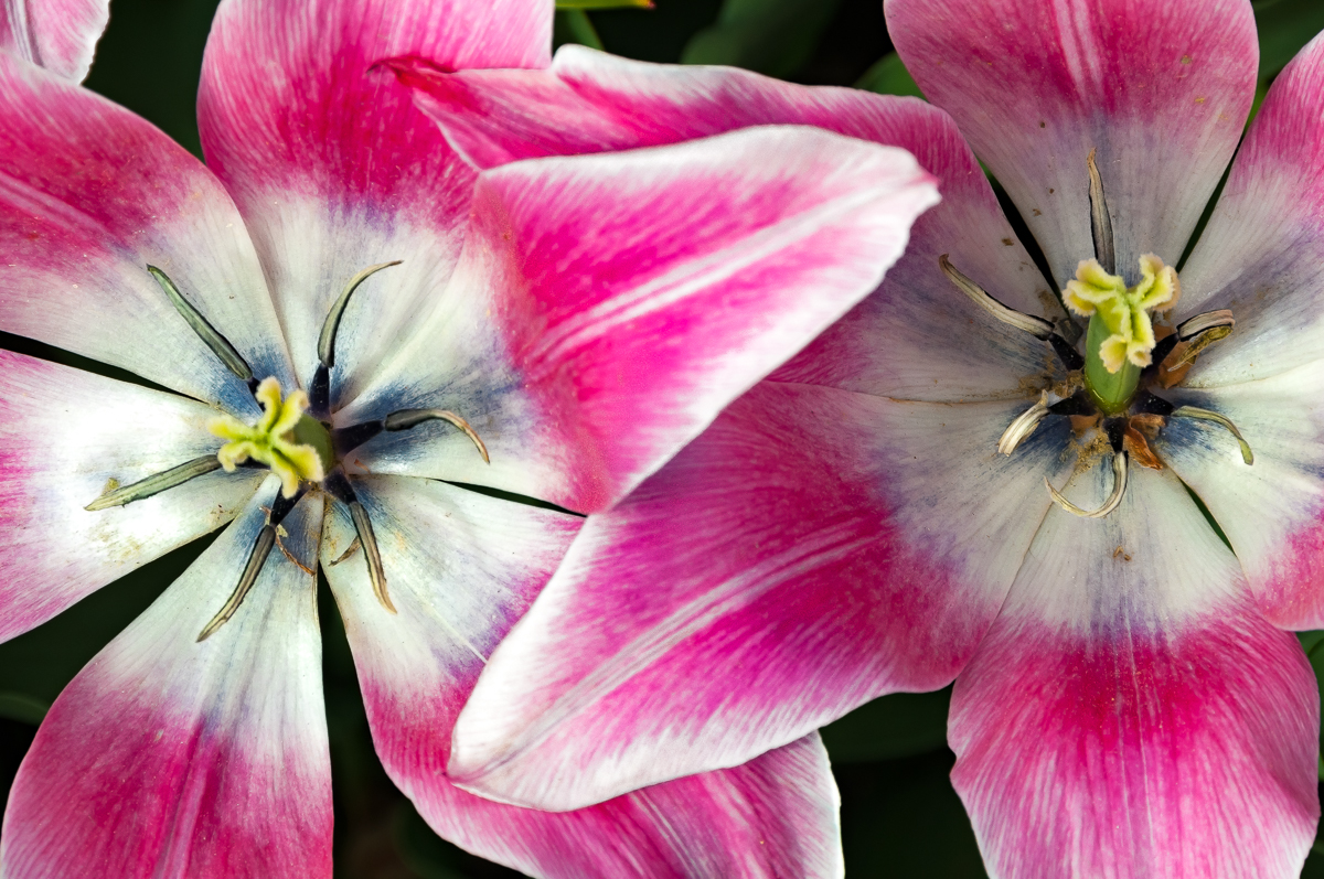 Two Pink Tulips, Close-up, Albany Tulip Festival 2