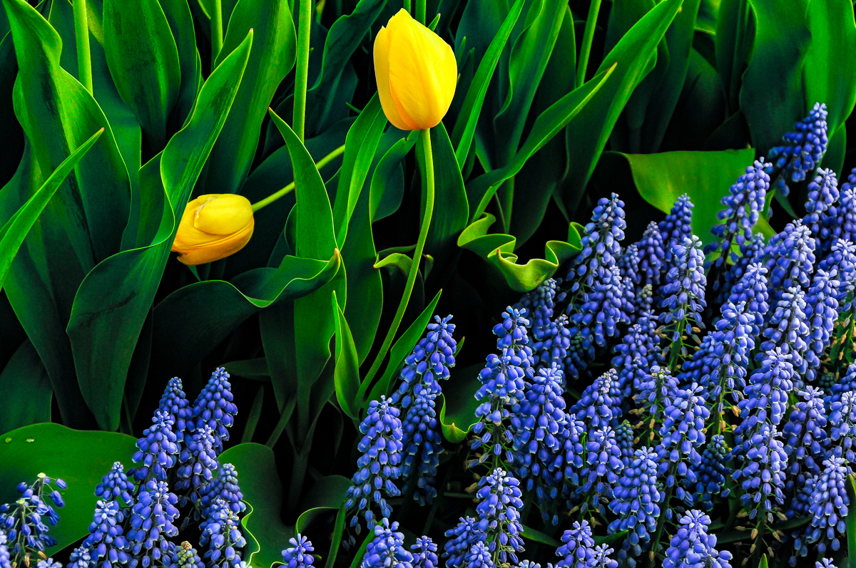 Two Yellow Tulips and Grape Hyacinth 2, Albany Tulip Festival