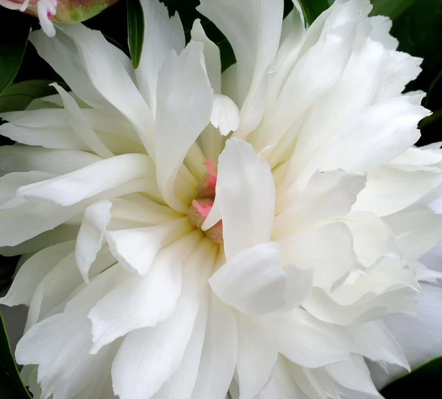 White Peony
