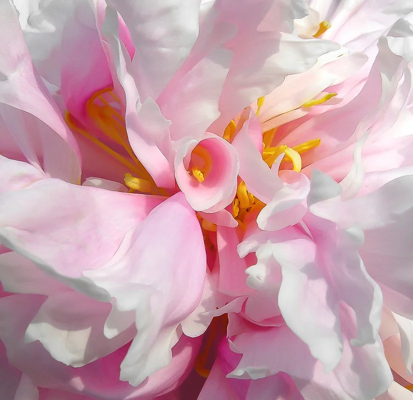 Pink Peony Close-up