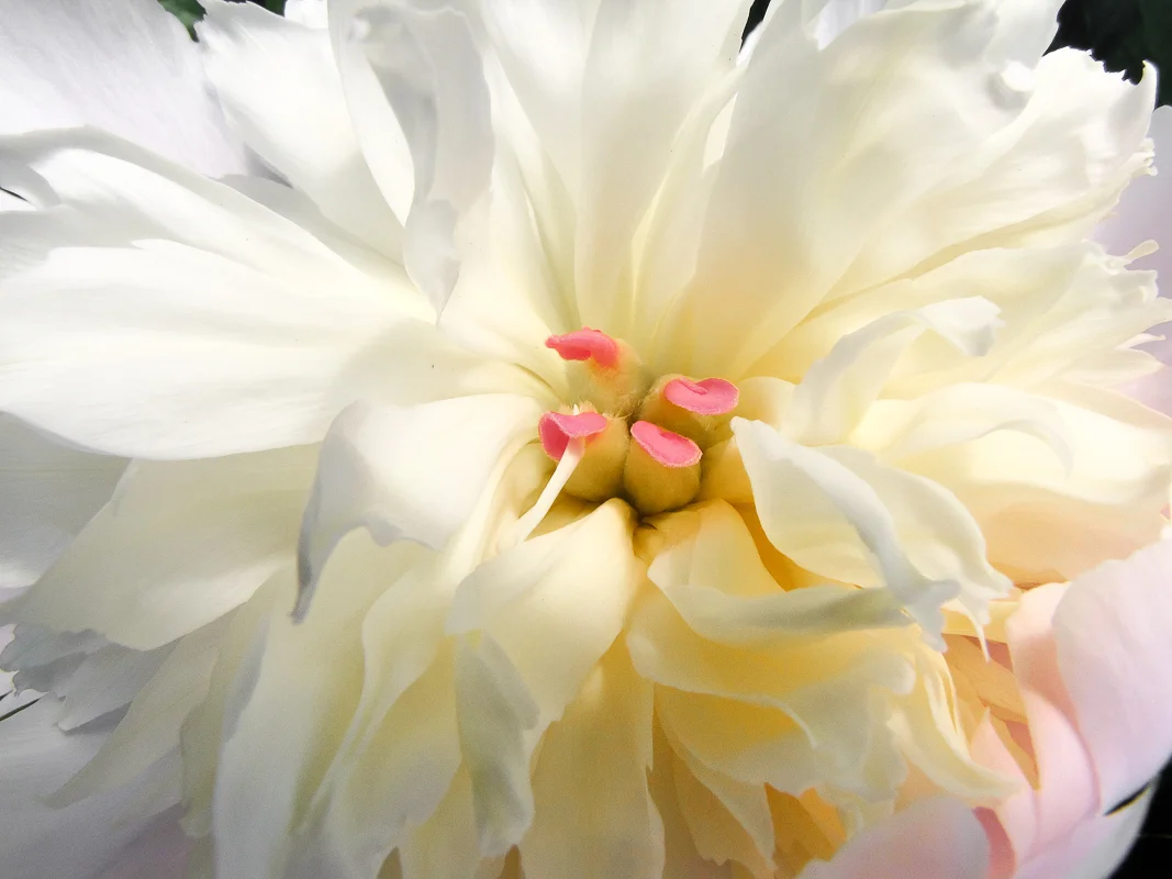 White Peony 2
