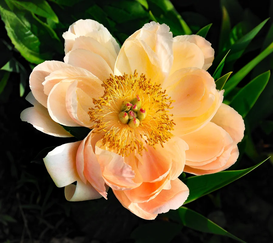 Coral Peony