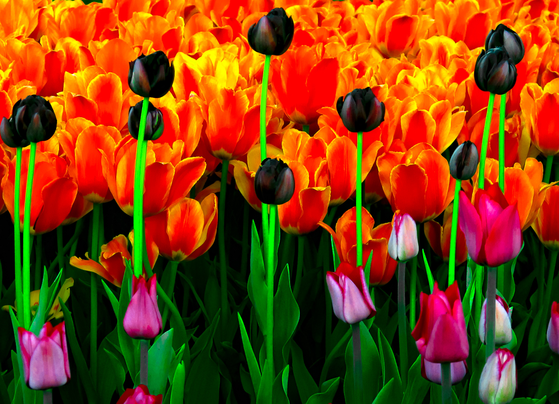 Red and Yellow, and Dark Purple Tulips
