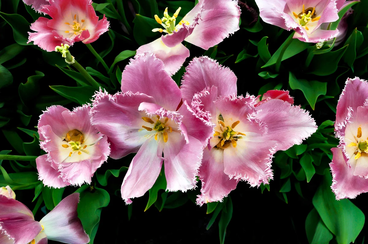 Pink Serrated Edge Tulips