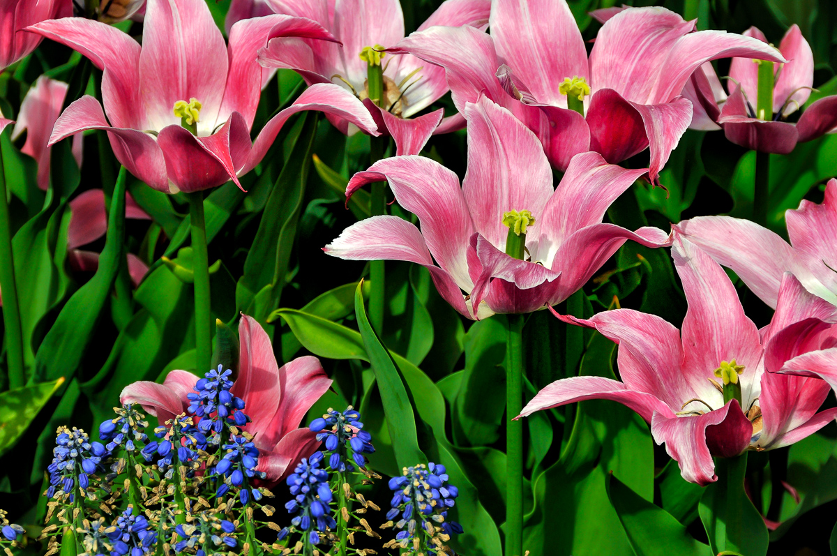Pink Tulips and Grape Hyacinth